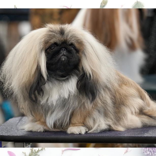 Pekingese