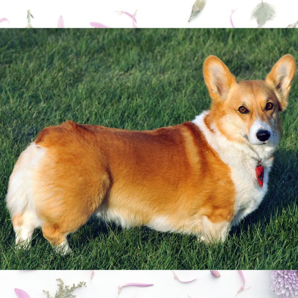 Pembroke Welsh Corgi