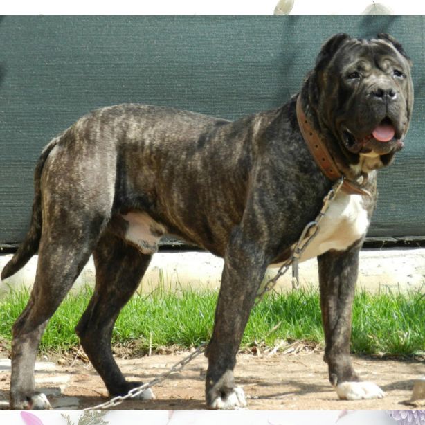 Perro de Presa Canario