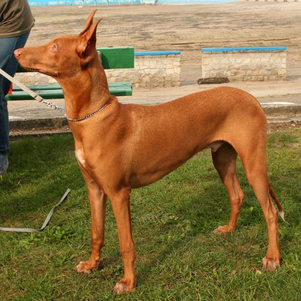 Pharaoh Hound