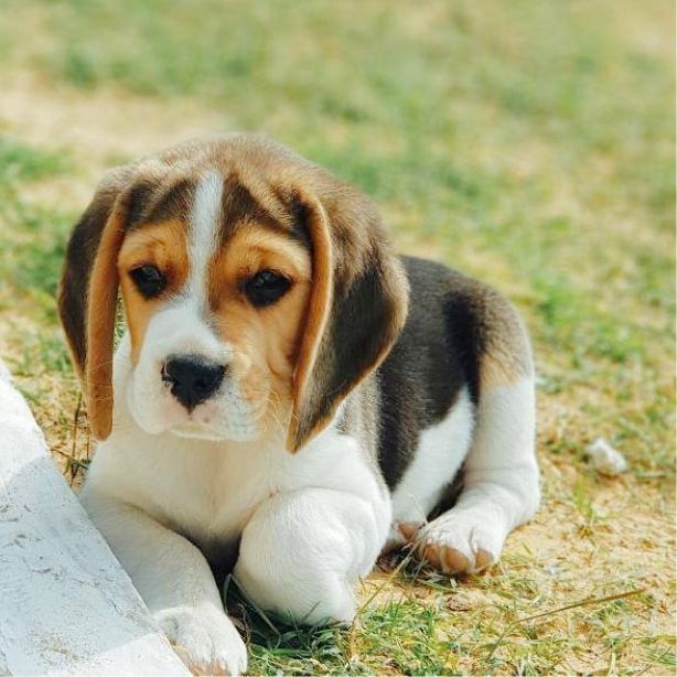 Pocket Beagle