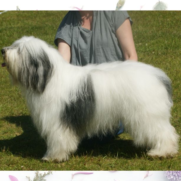 Polish Lowland Sheepdog