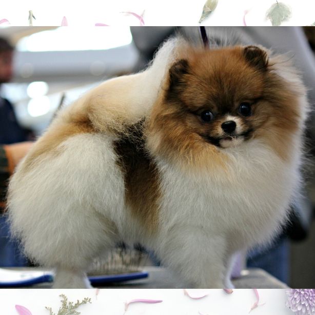 Pomeranian