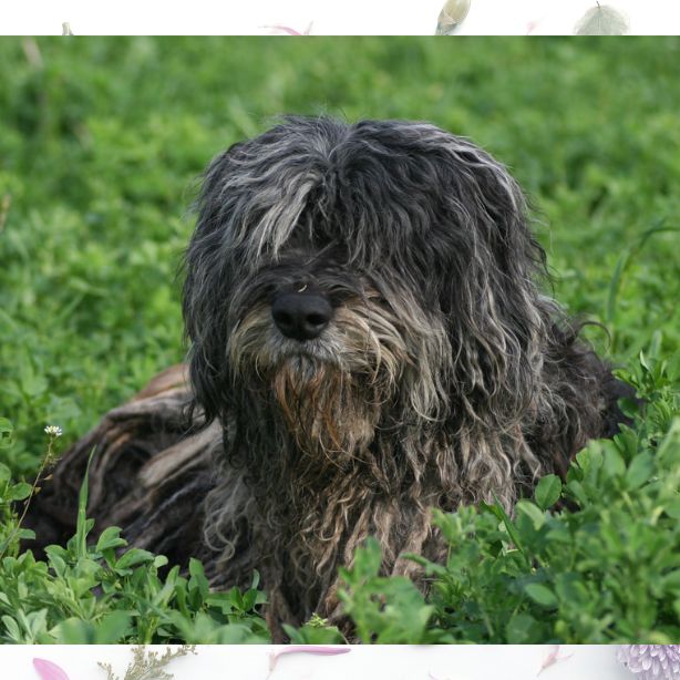 Portuguese Sheepdog