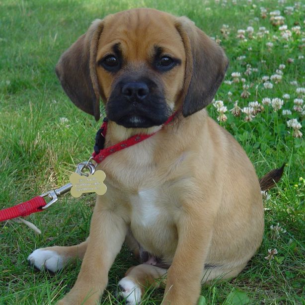 Puggle