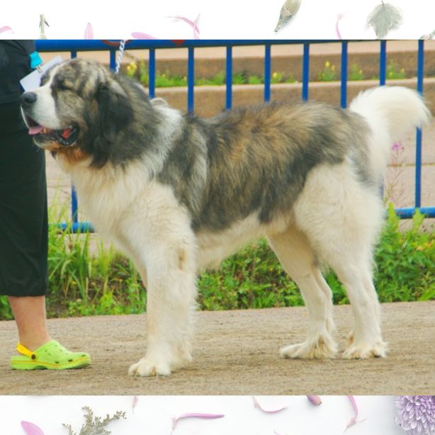 Pyrenean Mastiff