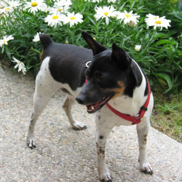 Rat Terrier