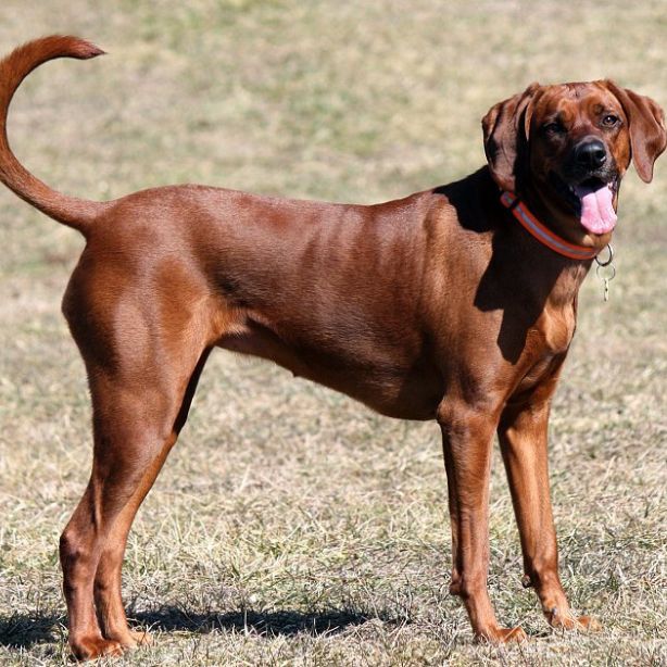 Redbone Coonhound