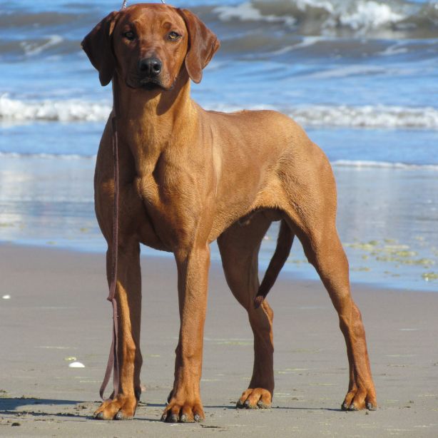 Rhodesian Ridgeback