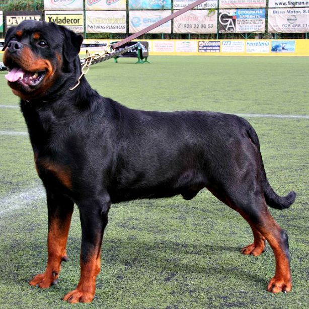 Rottweiler