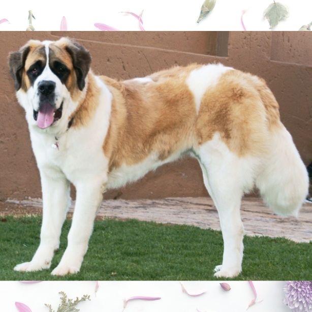 Saint Bernard