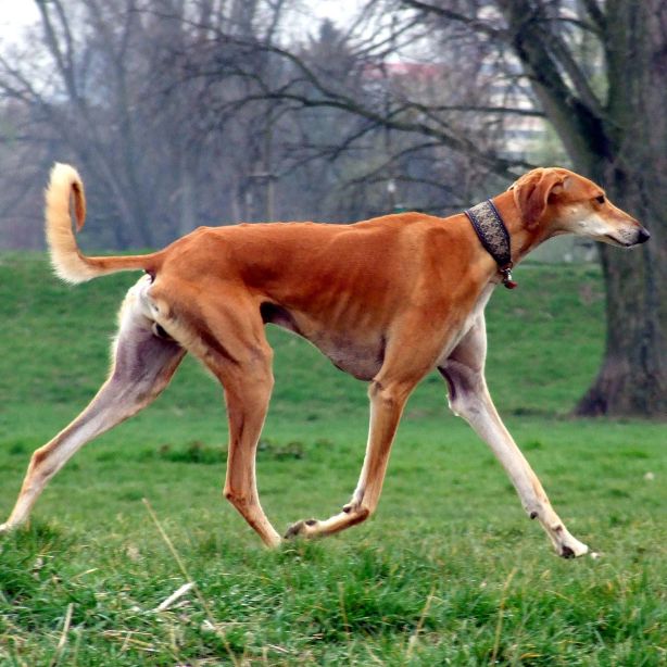 Saluki