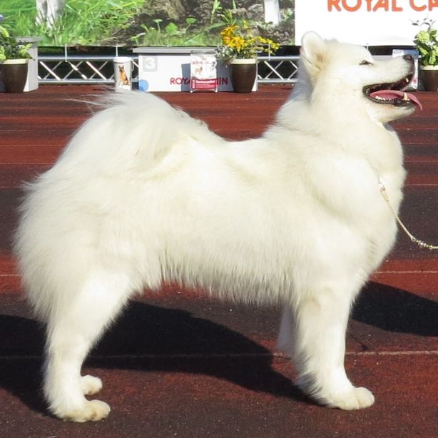 Samoyed