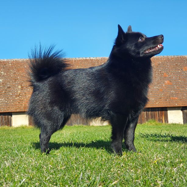 Schipperke