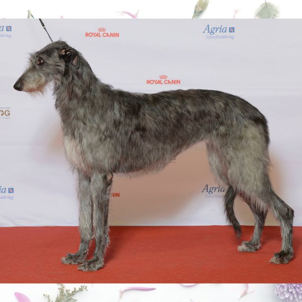 Scottish Deerhound