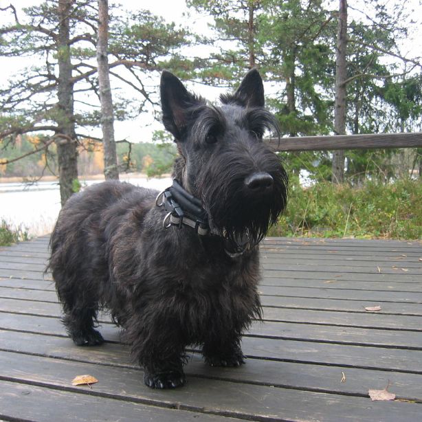 Scottish Terrier