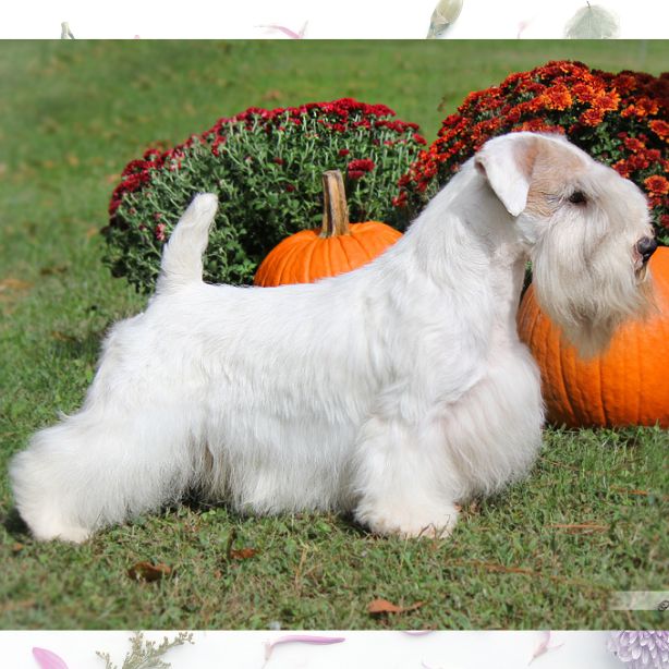 Sealyham Terrier