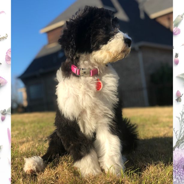 Sheepadoodle