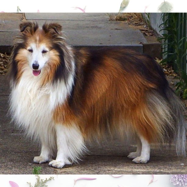 Shetland Sheepdog