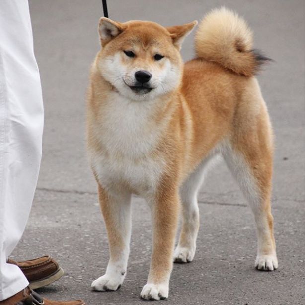 Shiba Inu