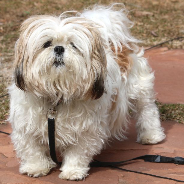 Shih Tzu