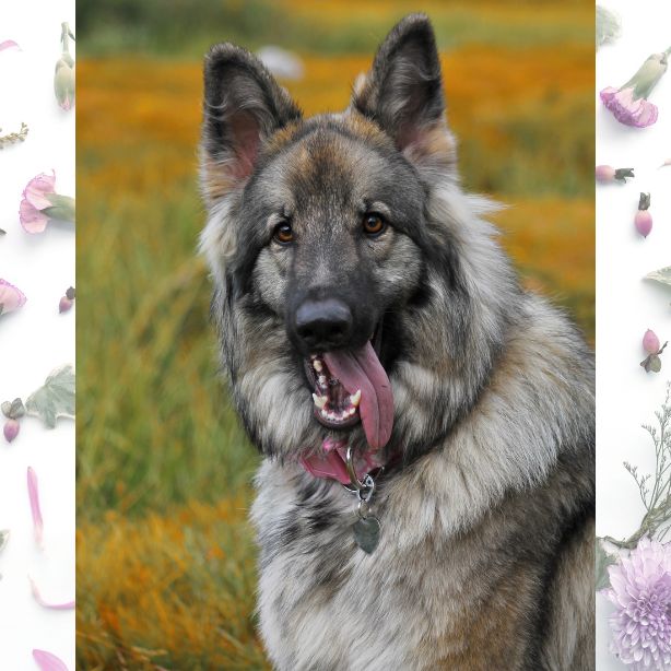 Shiloh Shepherd