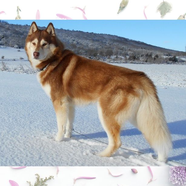 Siberian Husky