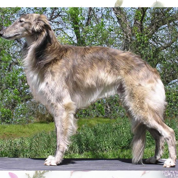 Silken Windhound