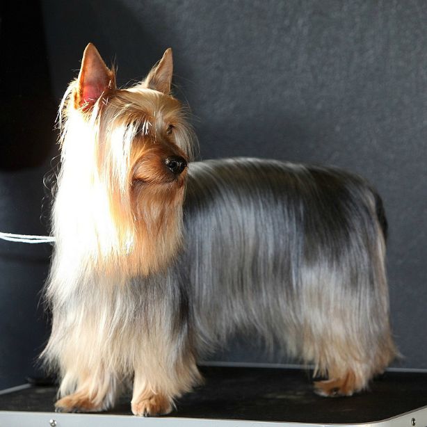 Silky Terrier