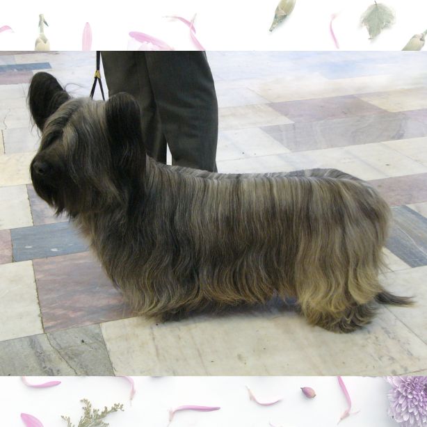 Skye Terrier