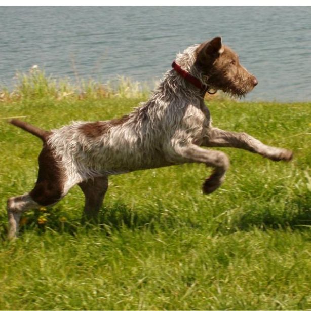 Slovakian Wirehaired Pointer