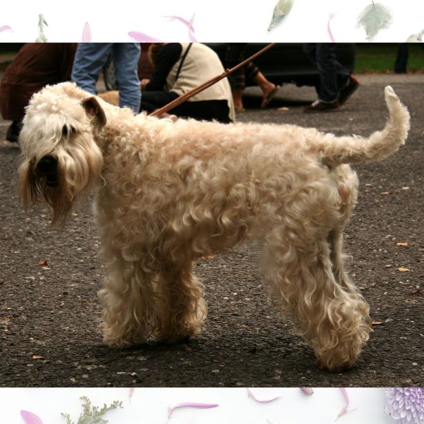 Soft Coated Wheaten Terrier