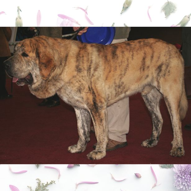 Spanish Mastiff