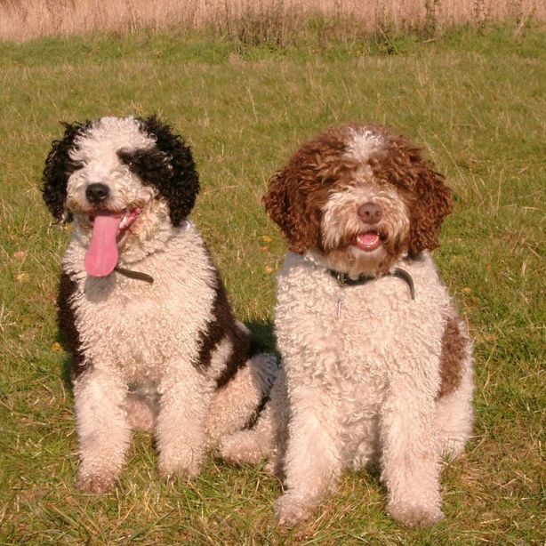 Spanish Water Dog