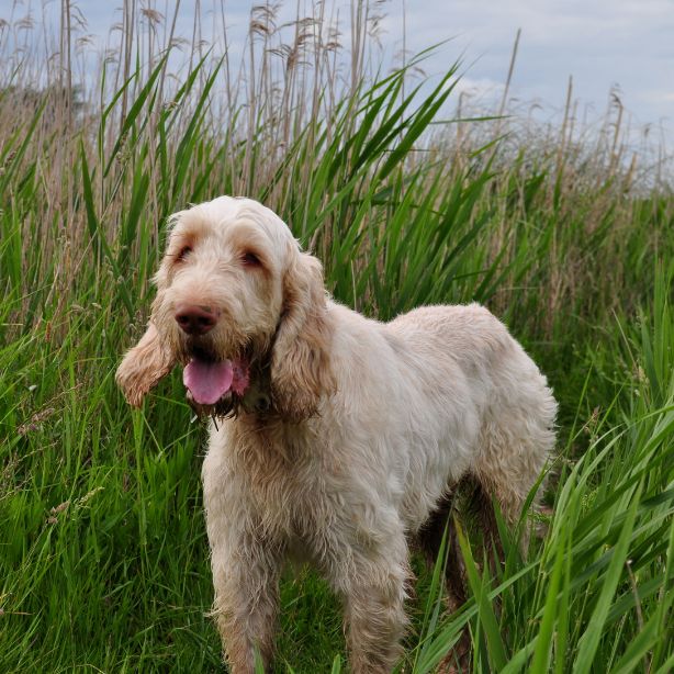 Spinone Italiano