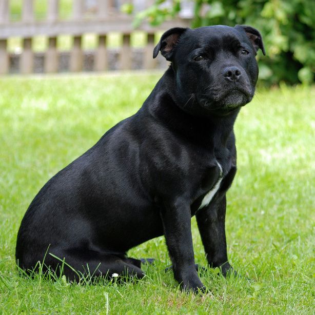 Staffordshire Bull Terrier