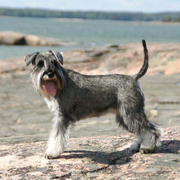 Standard Schnauzer