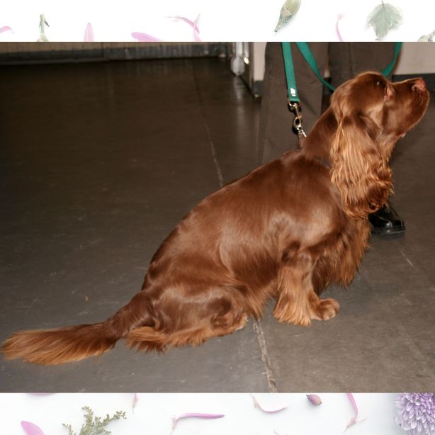 Sussex Spaniel