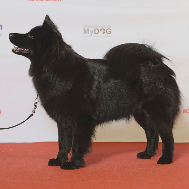 Swedish Lapphund