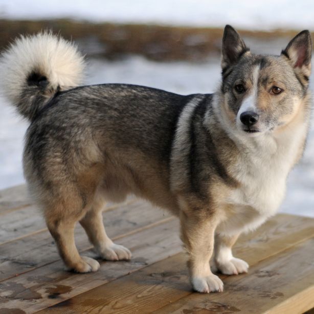 Swedish Vallhund