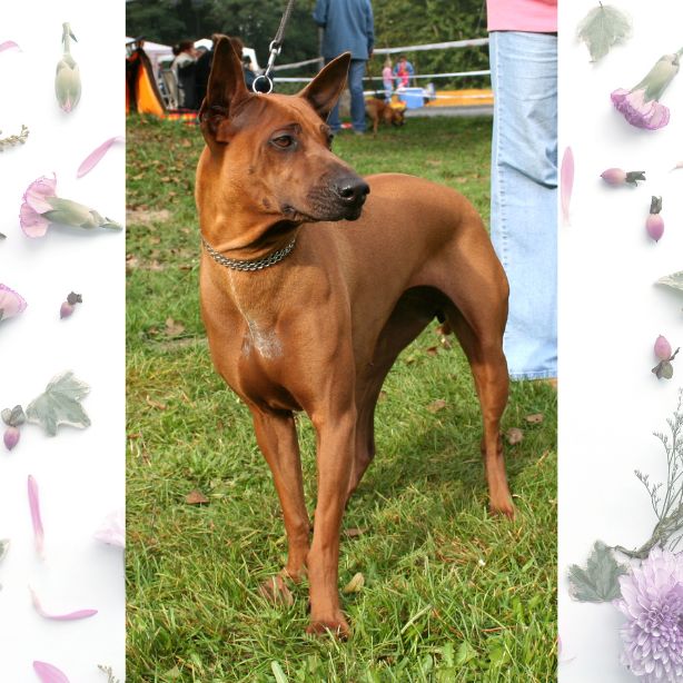 Thai Ridgeback