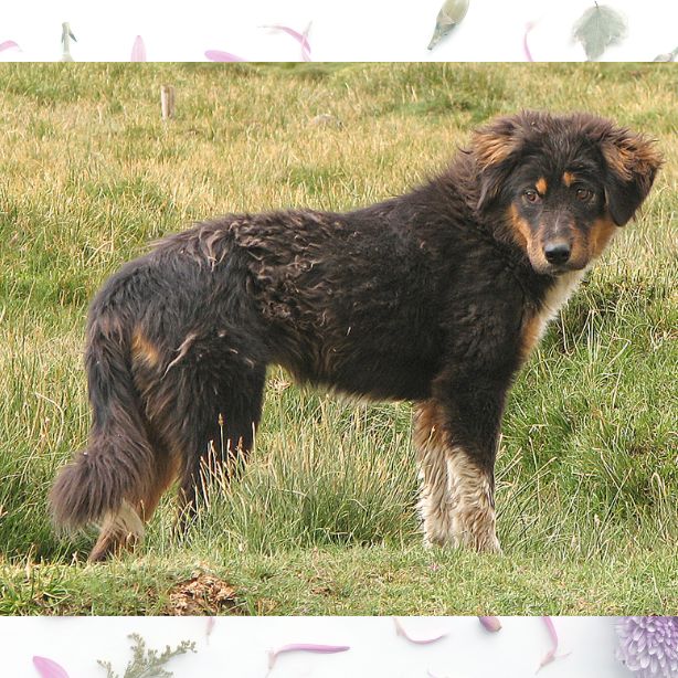 Tibetan Mastiff