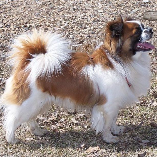 Tibetan Spaniel