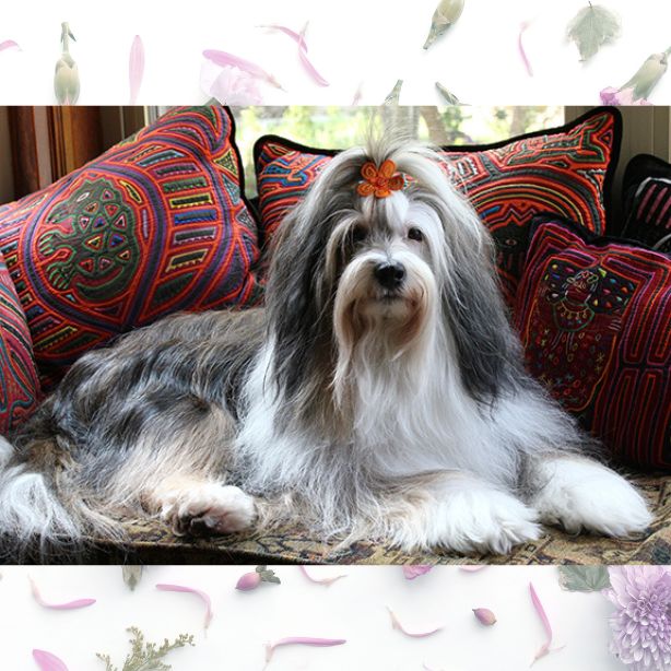 Tibetan Terrier