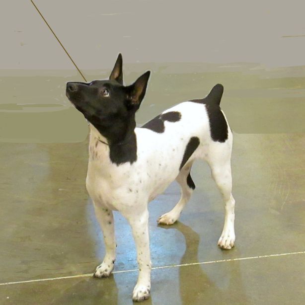 Toy Fox Terrier