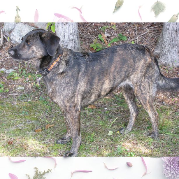 Treeing Tennessee Brindle