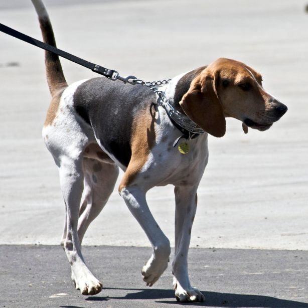 Treeing Walker Coonhound