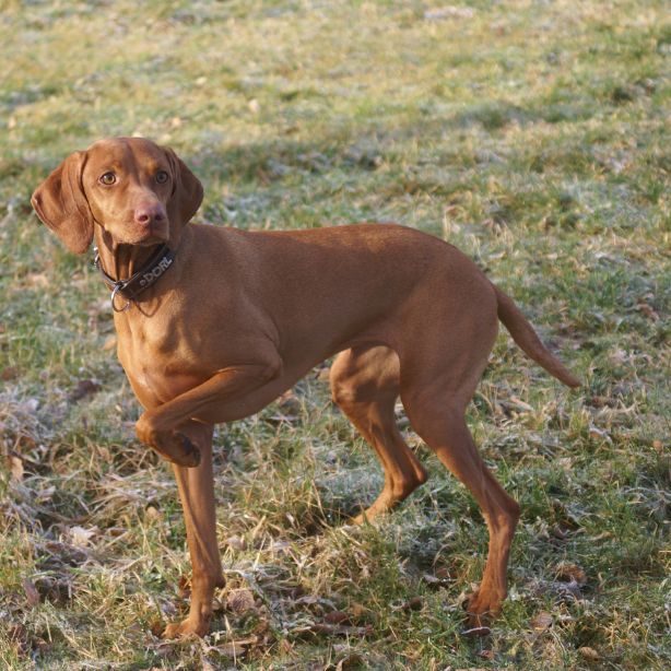 Vizsla