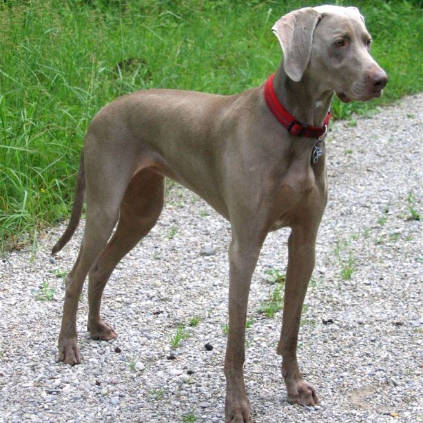 Weimaraner