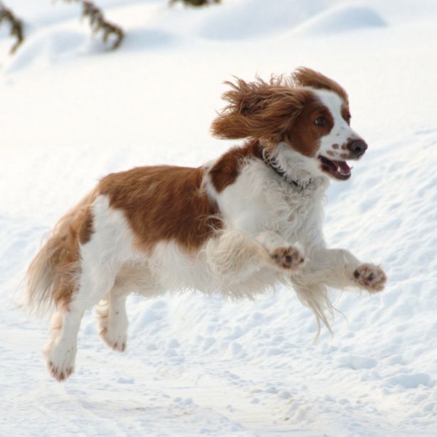 Welsh Springer Spaniel